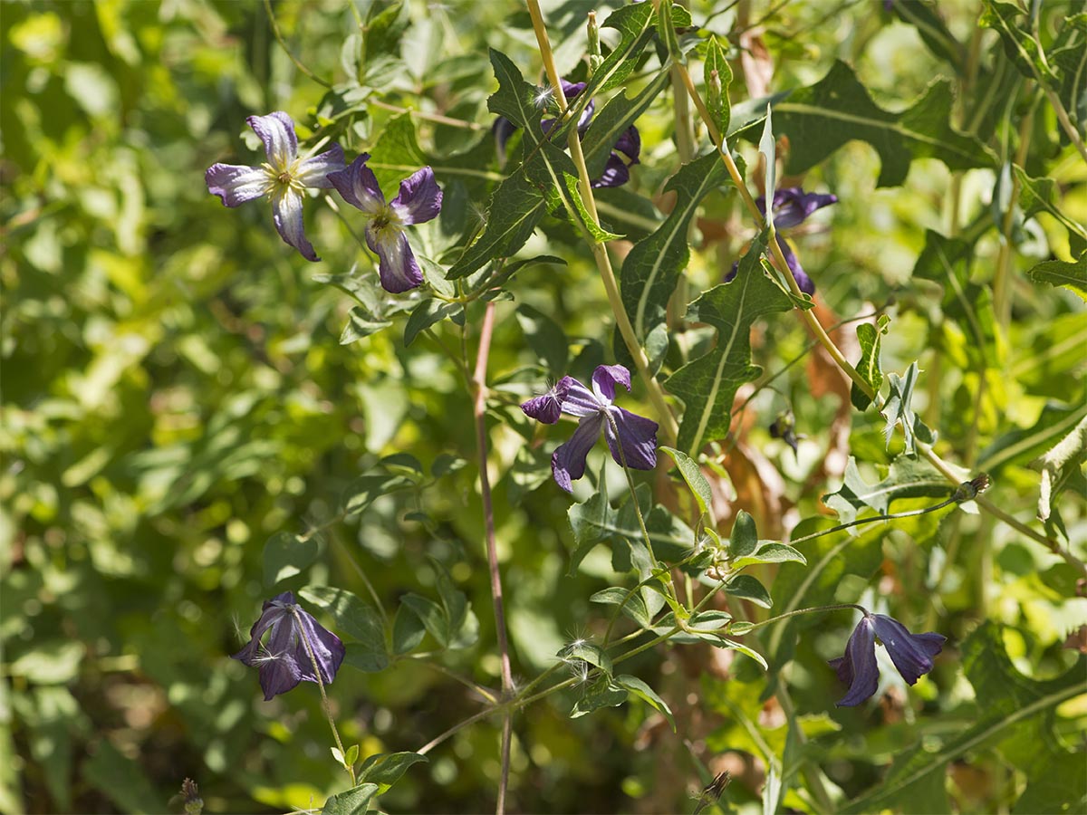 Clematis viticella